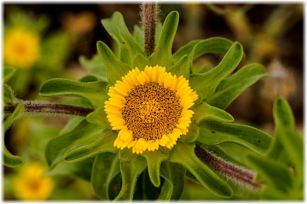 Asteriscus aquaticus Einjähriger Strandstern